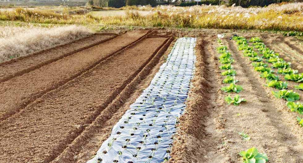 ぷらっとわ〜くの広大な畑